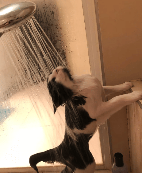 potret kocak kucing enjoy mandi (reddit.com/jessicahhale)