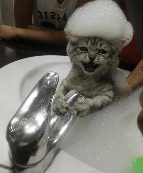 potret kocak kucing enjoy mandi (reddit.com/Emy_Love1)