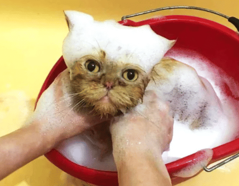 potret kocak kucing enjoy mandi (reddit.com/ILostMySocks-)