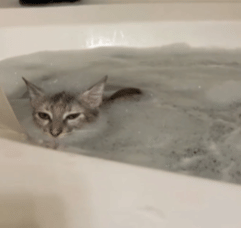 potret kocak kucing enjoy mandi (reddit.com/Otherwise_Orchid6616)