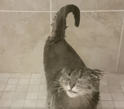 potret kocak kucing enjoy mandi (reddit.com/Mental-Avocado-4025)