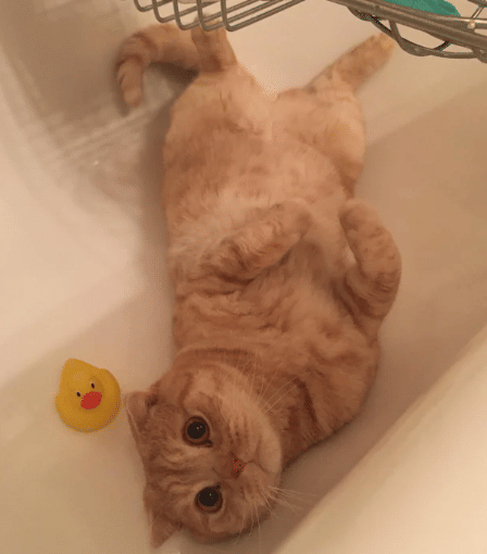 potret kocak kucing enjoy mandi (reddit.com/MyDogIsHappy)