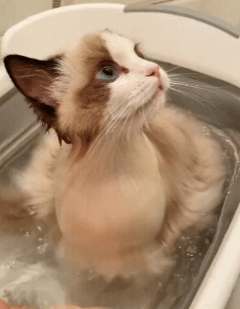 potret kocak kucing enjoy mandi (reddit.com/vladgrinch)