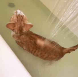 potret kocak kucing enjoy mandi (reddit.com/Fallen-Kingsman)