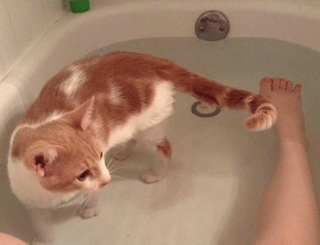 potret kocak kucing enjoy mandi (reddit.com/BowChikaMeowMeow)