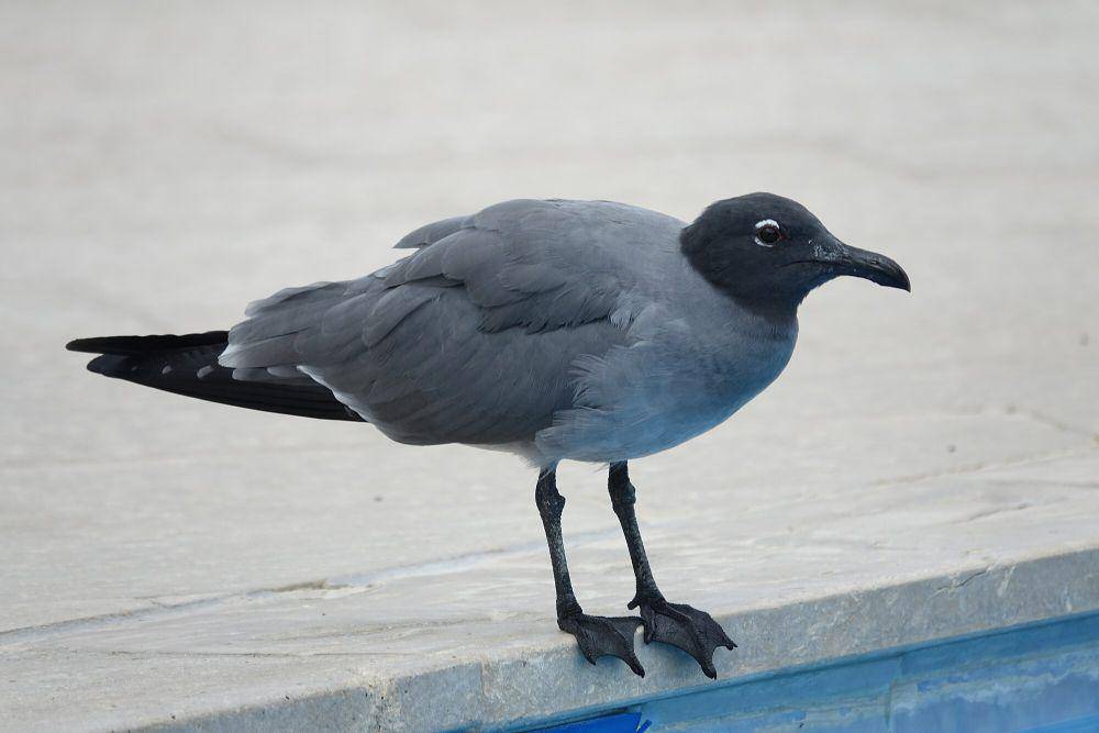 Camar lava (commons.m.wikimedia.org/Mike's Birds)