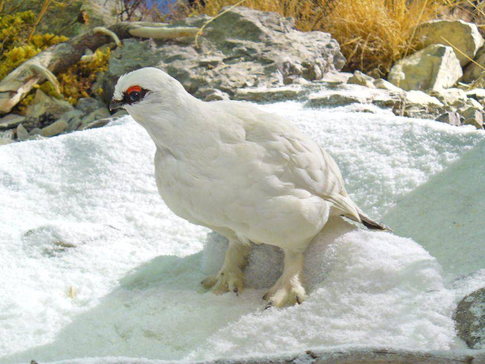Ptarmigan (commons.m.wikimedia.org/H. Zell)