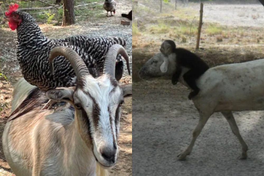 7 Potret Lucu Kambing Berteman dengan Hewan Lain, Akur, nih!