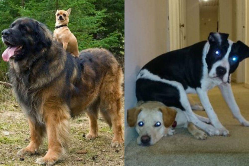 7 Potret Kocak Anjing Duduk dan Berdiri di Atas Anjing Lain, Iseng!