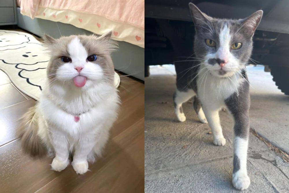 kolase potret aksi kocak kucing motif putih abu-abu (twitter.com/ShouldHaveCat I (reddit.com/Catatack)