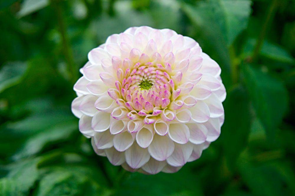 potret bunga dahlia (pexels.com/Ingo Joseph)