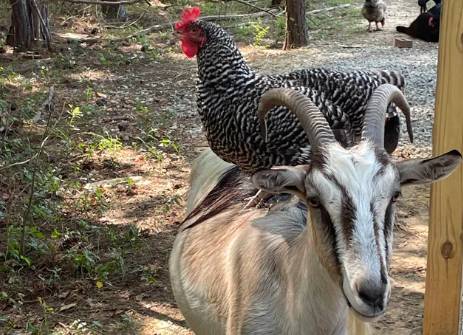 potret kambing bersahabat dengan hewan lain (reddit.com/jessthamess)