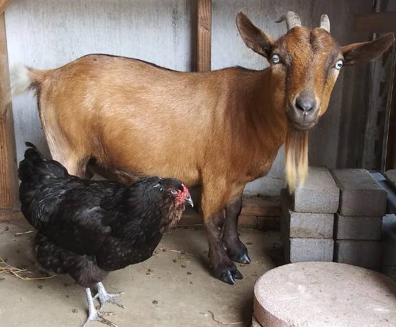 potret kambing bersahabat dengan hewan lain (reddit.com/jessthamess)