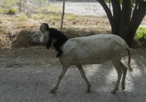 potret kambing bersahabat dengan hewan lain (reddit.com/leorimolo)