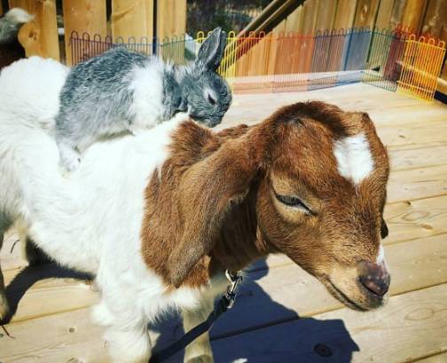 potret kambing bersahabat dengan hewan lain (reddit.com/AskMeAboutMyAnimals)