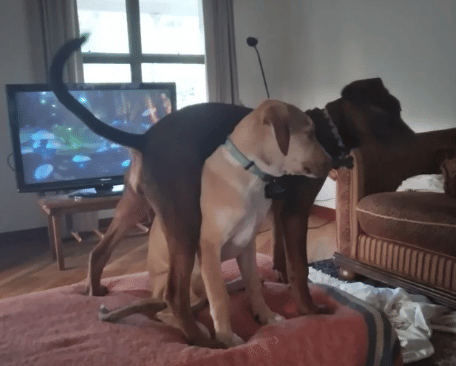 potret anjing iseng di atas anjing lain (reddit.com/Naboolio_TheEnigma)