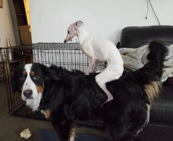 potret anjing iseng di atas anjing lain (reddit.com/Onlyhumanbeing)