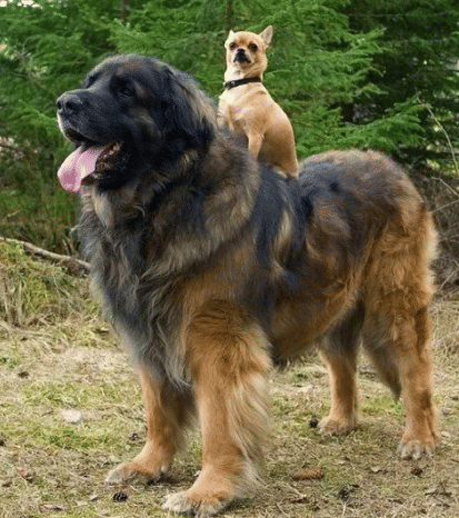 potret anjing iseng di atas anjing lain (reddit.com/SingedFTW)