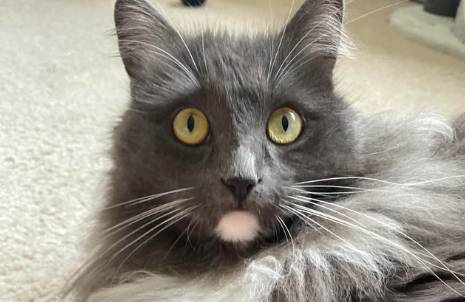 potret aksi kocak kucing motif putih abu-abu (reddit.com/PriorMap8171)