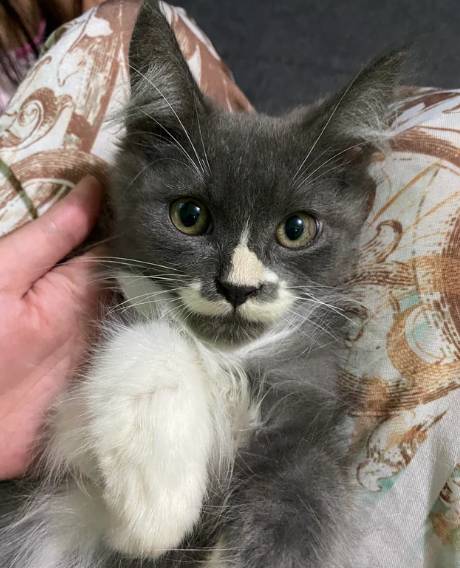 potret aksi kocak kucing motif putih abu-abu (reddit.com/ZetaAbsoluteZero)