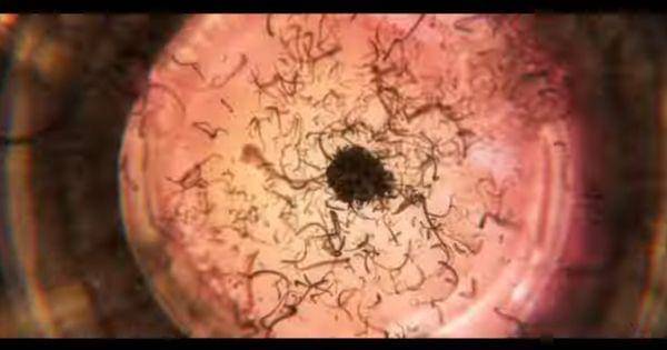 Mimihagi bangkit ( Dok. Bleach TYBW Trailer )