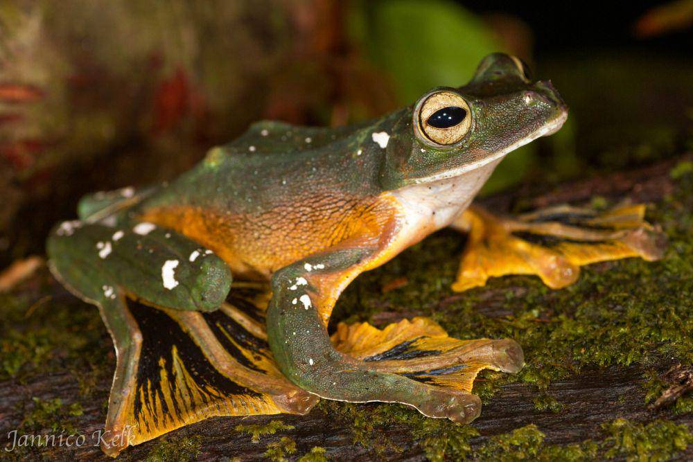 Katak terbang (flickr.com/Jannico Kelk)