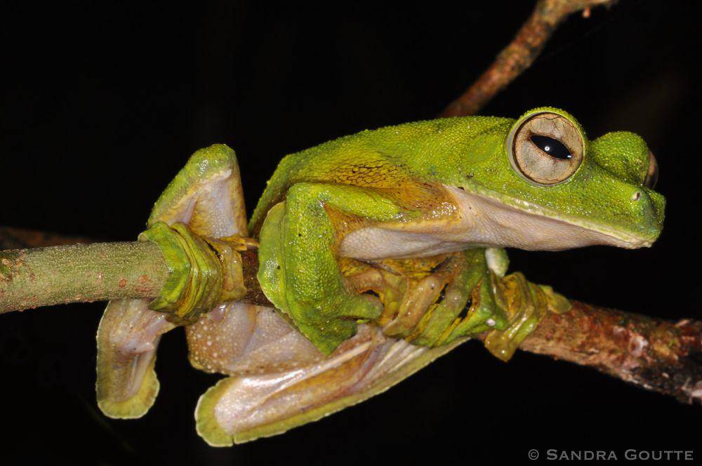 Katak terbang (flickr.com/Sandra Goutte)