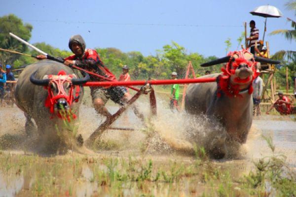 Barapan Kebo Sumbawa Ditetapkan Jadi Warisan Budaya Takbenda