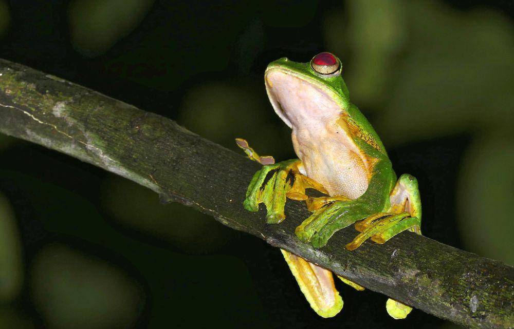 Katak terbang (flickr.com/Bernard DUPONT)