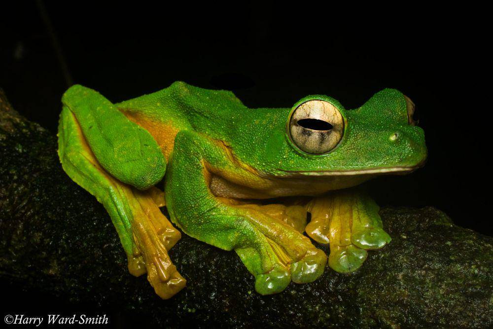 Katak terbang (flickr.com/Harry Ward-Smith)