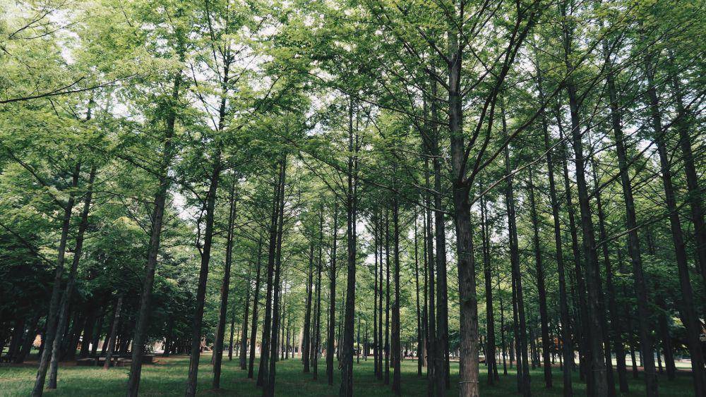 Nami Island, Korea Selatan (unsplash.com/Grace Lim)