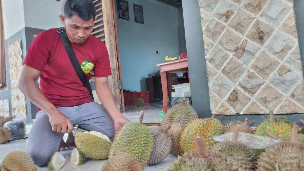 Ciri khas durian Kawuk, warna daging kuning keemasan, lembut creamy rasanya manis dan ada pahit pahitnya. IDN Times/ Riyanto