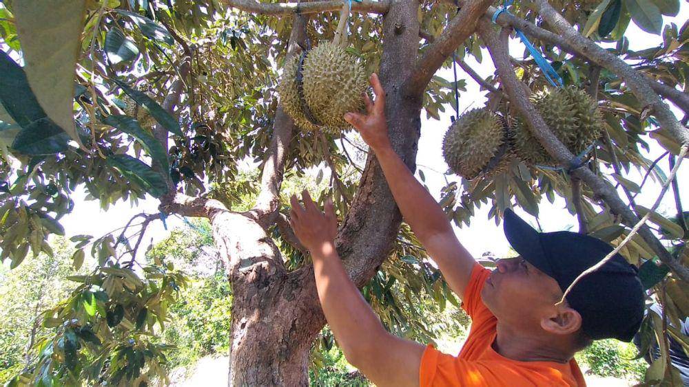 Petani di Desa Segulung Kecamatan Dagangan Madiun Jawa Timur memetik durian Kawuk dari Pohon. IDN Times/ Riyanto