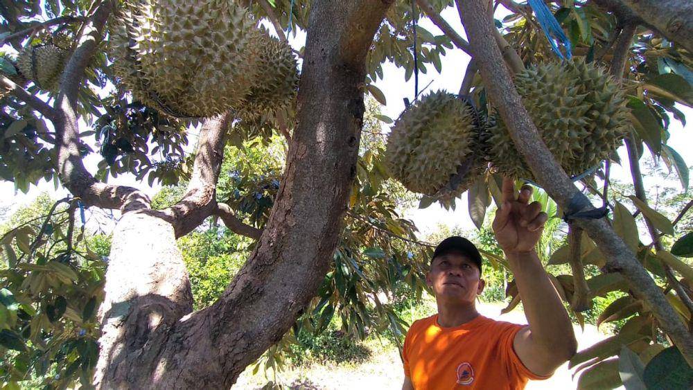 Ciri khas durian Kawuk, warna daging kuning keemasan, lembut creamy rasanya manis dan ada pahit pahitnya. IDN Times/ Riyanto