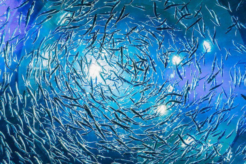 ilustrasi ikan (pexels.com/Harrison Haines)