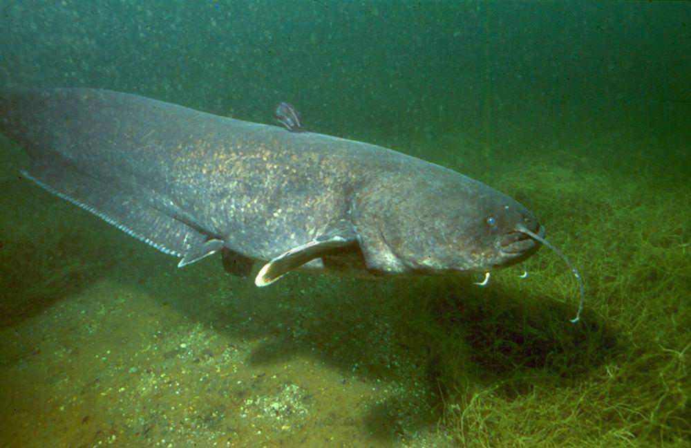 ilustrasi ikan lele wel Eropa (commons.wikimedia.org)