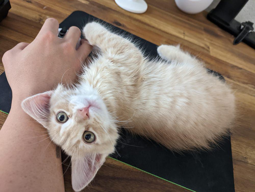 potret kucing tidur di mouse pad (reddit.com/user/AfraidProfile2663)