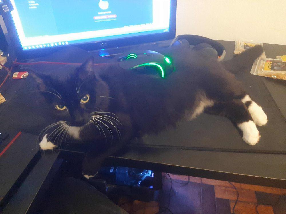 potret kucing tidur di mouse pad (reddit.com/r/cats)