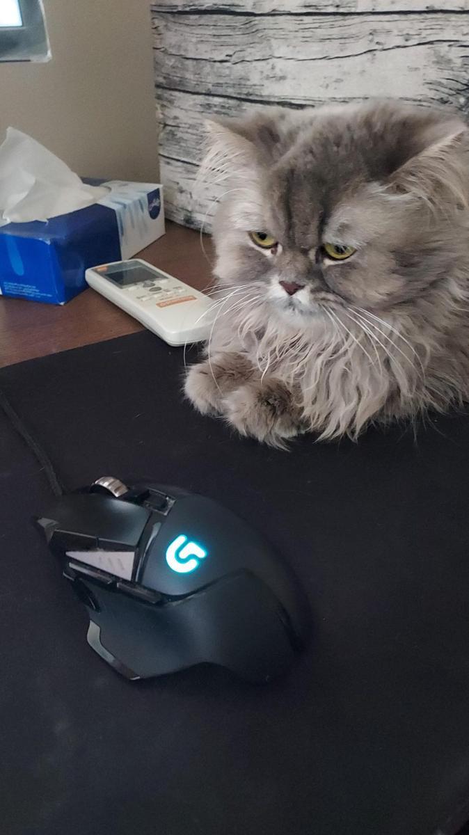 potret kucing tidur di mouse pad (reddit.com/user/fgam4r)