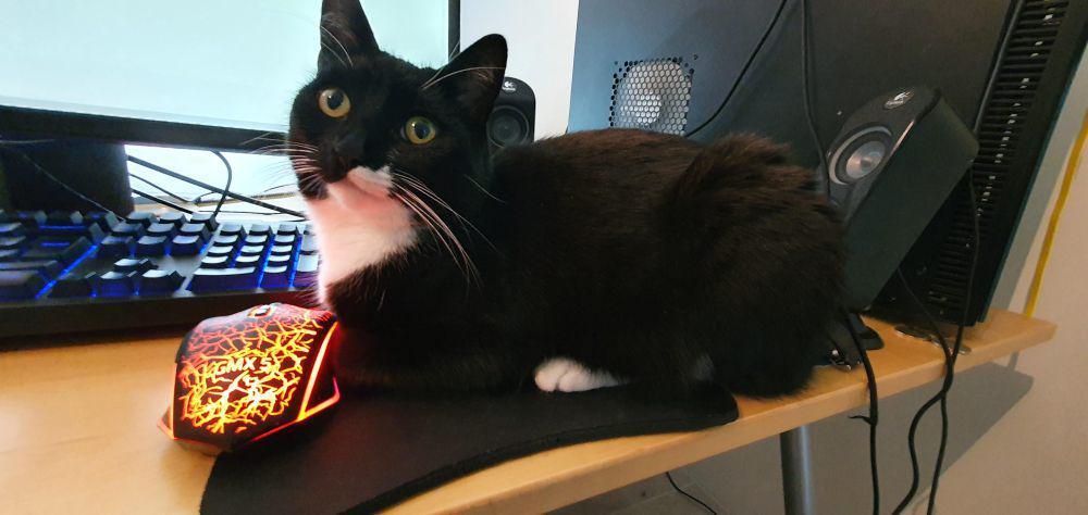 potret kucing tidur di mouse pad (reddit.com/user/Nihilisticky)