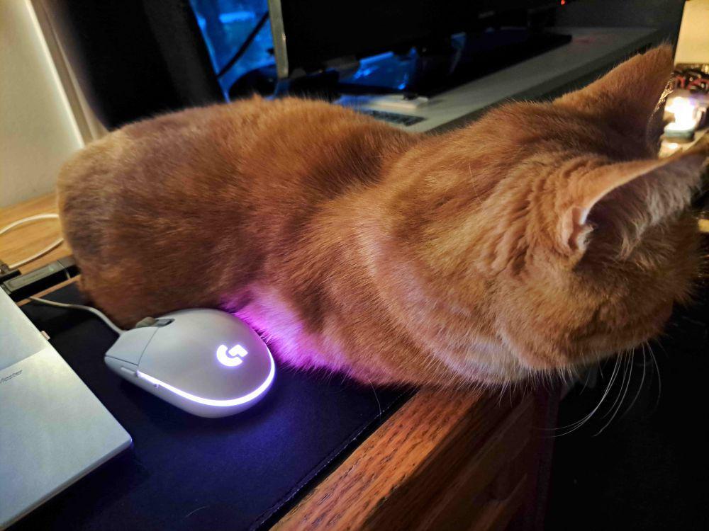 potret kucing tidur di mouse pad (reddit.com/user/The_Crushing_Reality)
