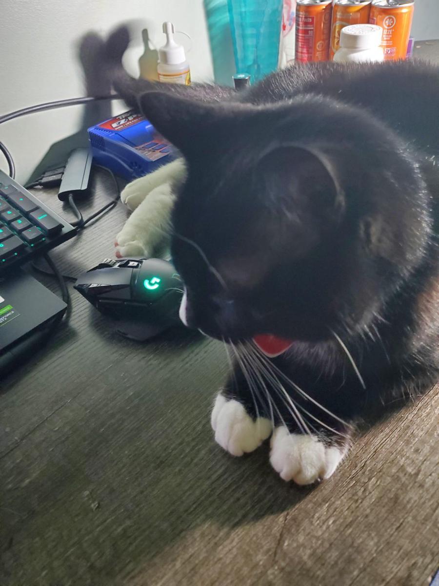 potret kucing tidur di mouse pad (reddit.com/user/Vizivie)
