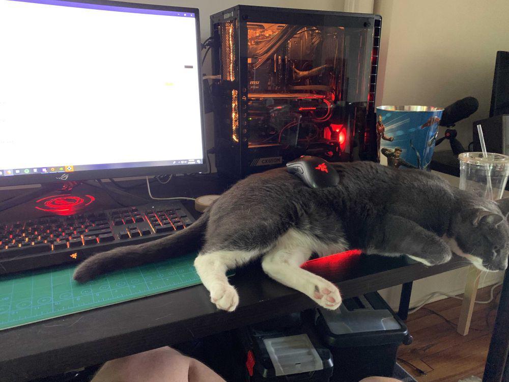 potret kucing tidur di mouse pad (reddit.com/user/kagethemage)