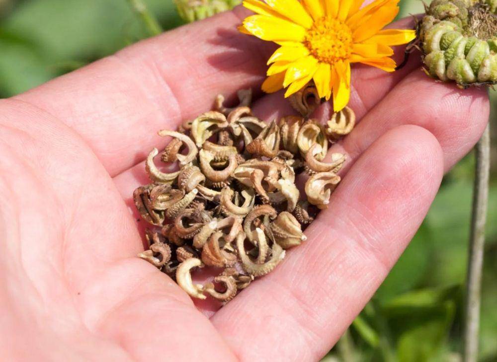 ilustrasi biji calendula (gardeningknowhow.com)