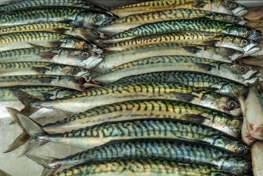 ilustrasi ikan makarel (unsplash.com/Nick Fewings)