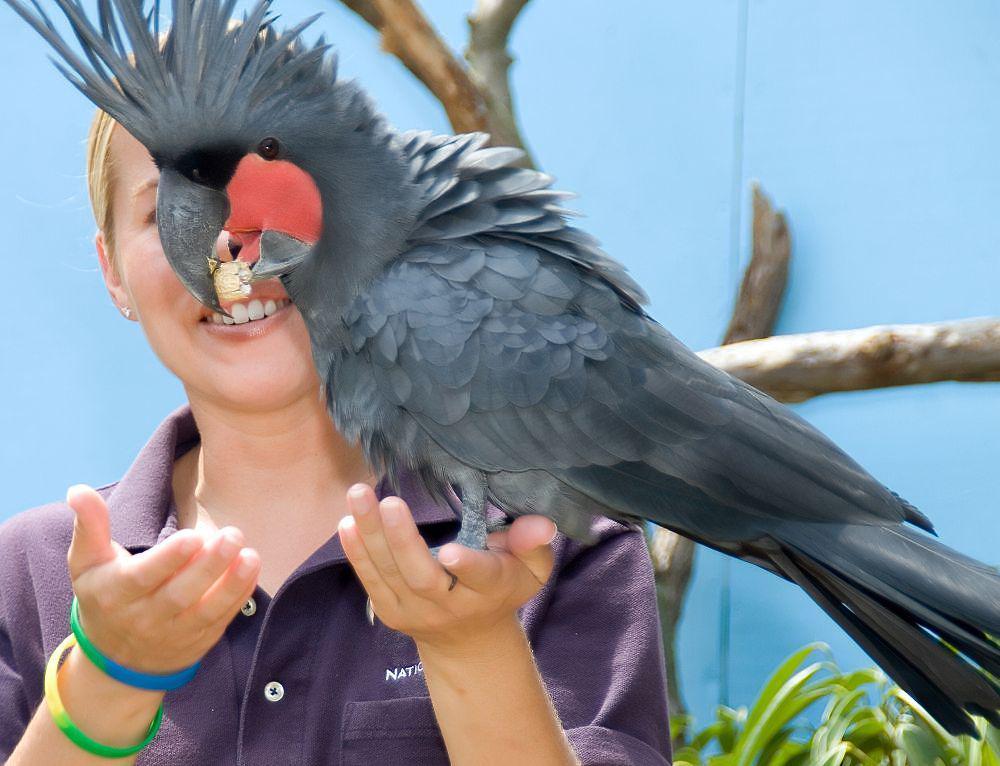 5 Fakta Menarik Kakatua Palem, Burung Kakatua Hitam Besar dari Papua