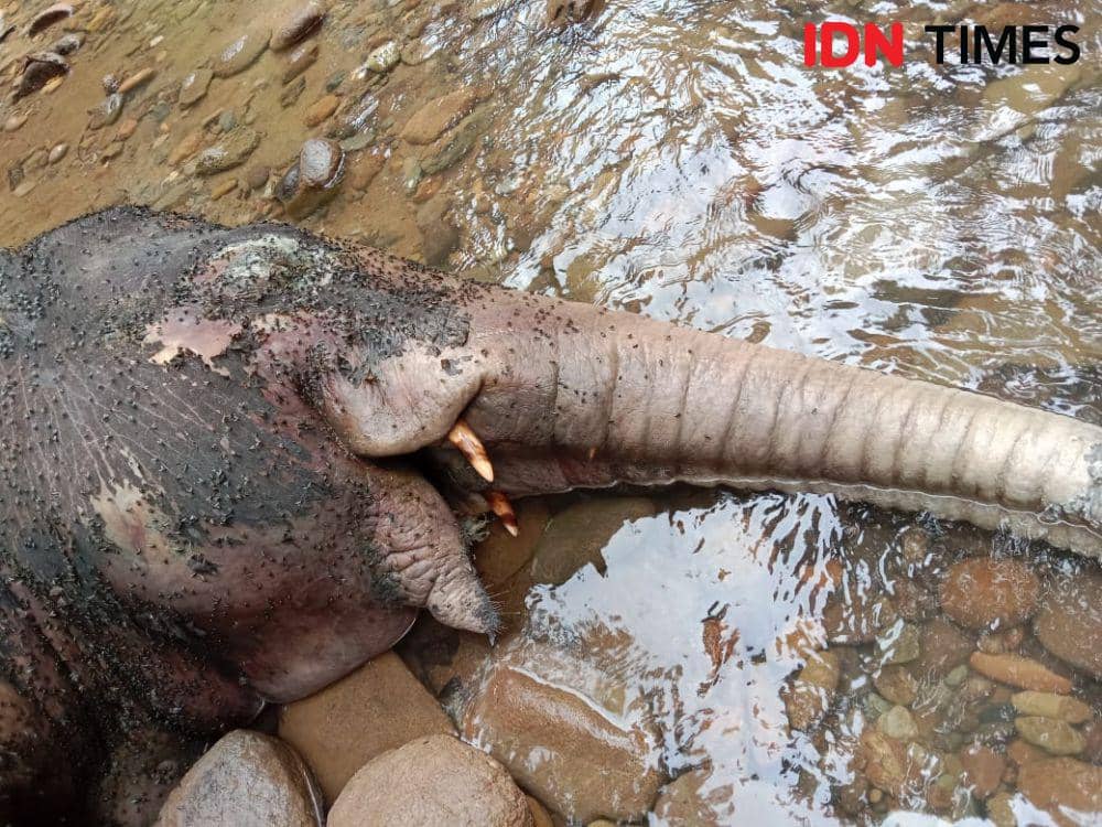 Satu individu gajah mati di kawasan bantaran Sungai Krueng Lancong, Kecamatan Sungai Mas, Kabupaten Aceh Barat, Aceh. (Dokumentasi warga untuk IDN Times)
