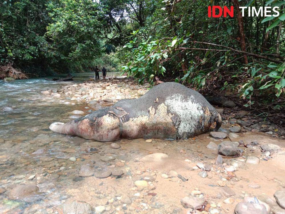 Satu individu gajah mati di kawasan bantaran Sungai Krueng Lancong, Kecamatan Sungai Mas, Kabupaten Aceh Barat, Aceh. (Dokumentasi warga untuk IDN Times)