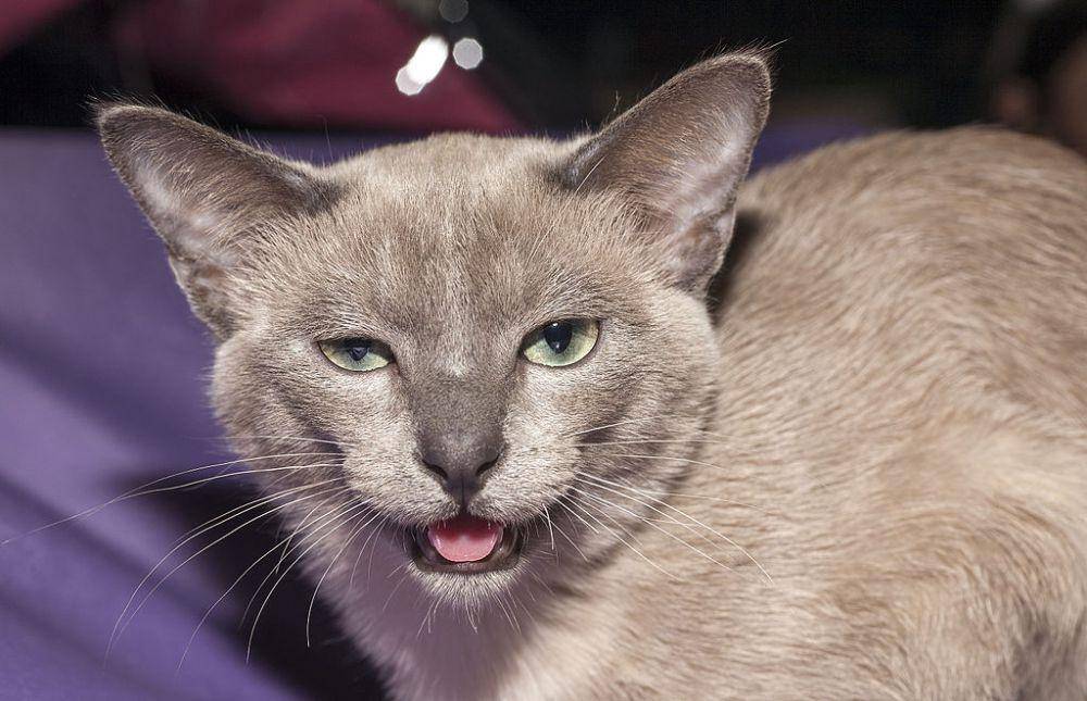 Kucing Tonkinese (commons.wikimedia.org/Nickolas Titkov)