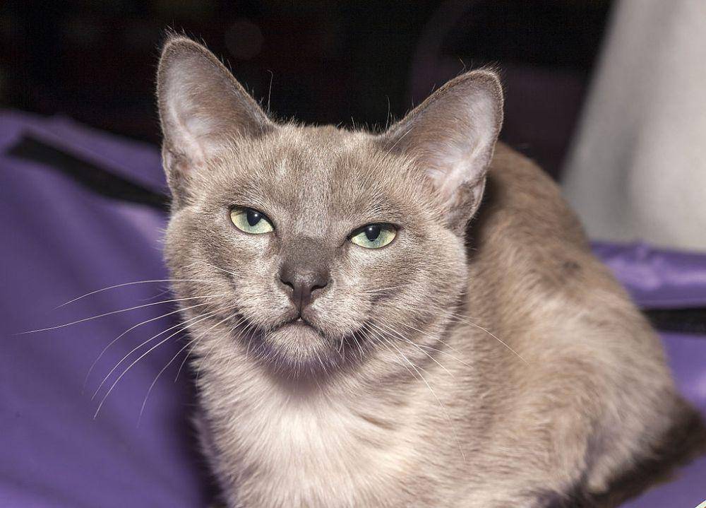 Kucing Tonkinese (commons.wikimedia.org/Nickolas Titkov)